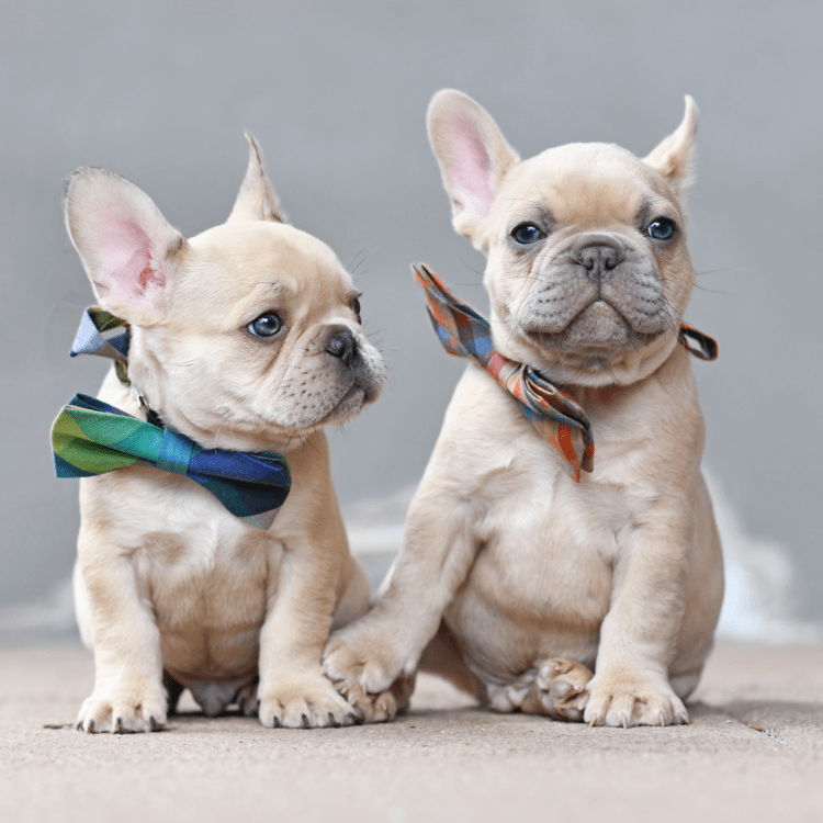 Filhotes de Bulldogue Frances