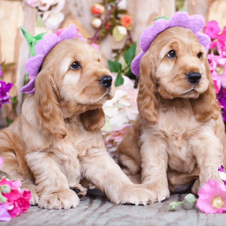 Filhotes de Cocker Spaniel