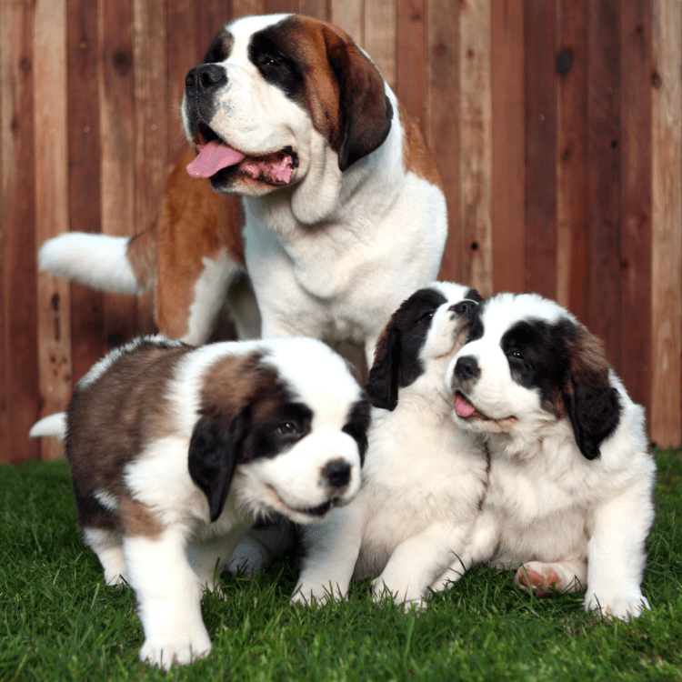 Filhotes de São Bernardo