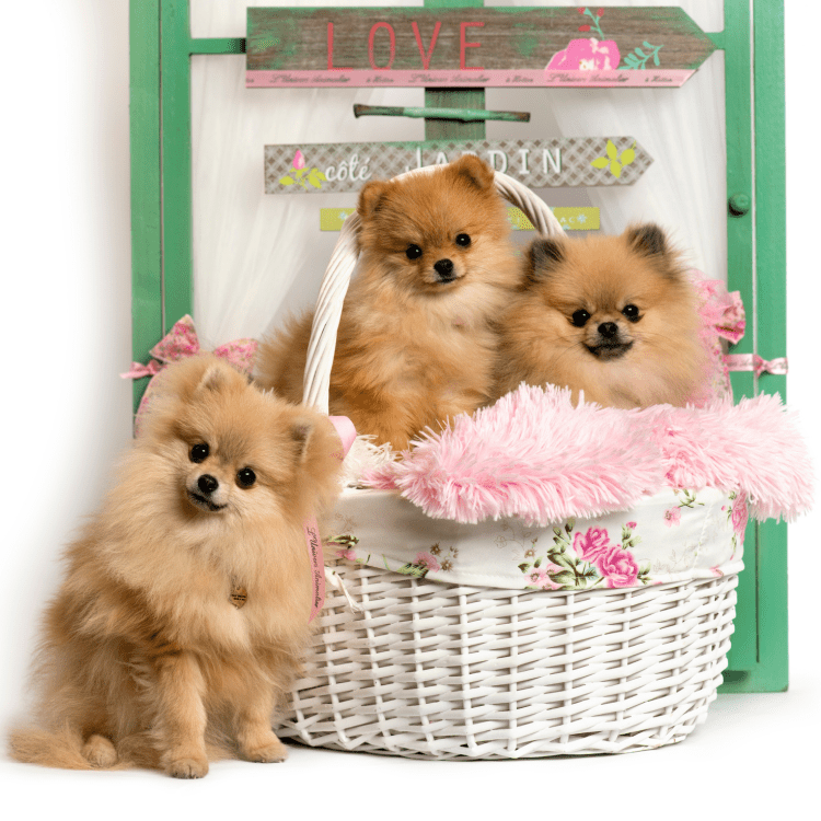 Filhotes de Spitz Alemão